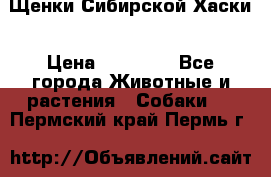 Щенки Сибирской Хаски › Цена ­ 20 000 - Все города Животные и растения » Собаки   . Пермский край,Пермь г.